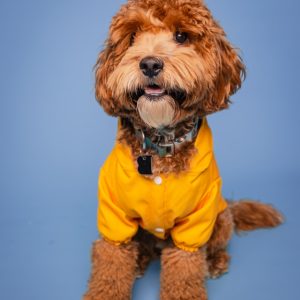 Reebok Dog Jacket