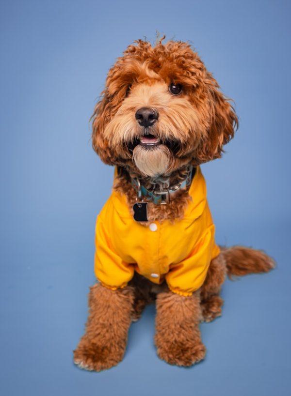 Reebok Dog Jacket