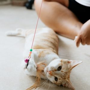 V-PET Cat Toy
