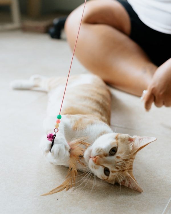 V-PET Cat Toy